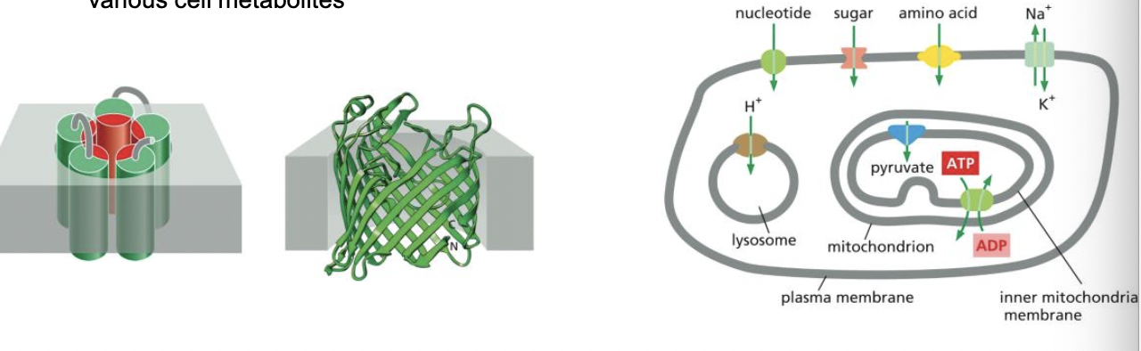 * transmembrane transport proteins go through membrane
  * create a protein-lined path across cell membrane 
  * transport polar and charged molecules 
    * ions, sugars, amino acids, nucleotides, various cell metabolites 
* each transport protein is selective: 
  * transports a specific class of molecules
* different cell membranes
  * have a different complement of transport 