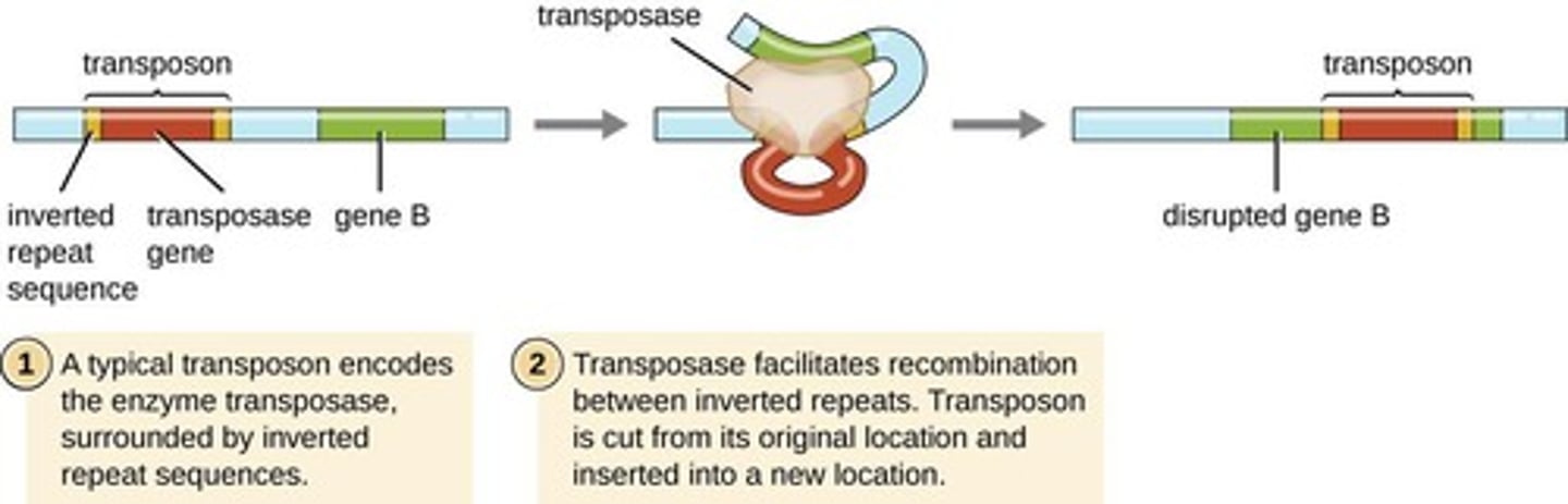 <p>Genes that move between chromosomes.</p>