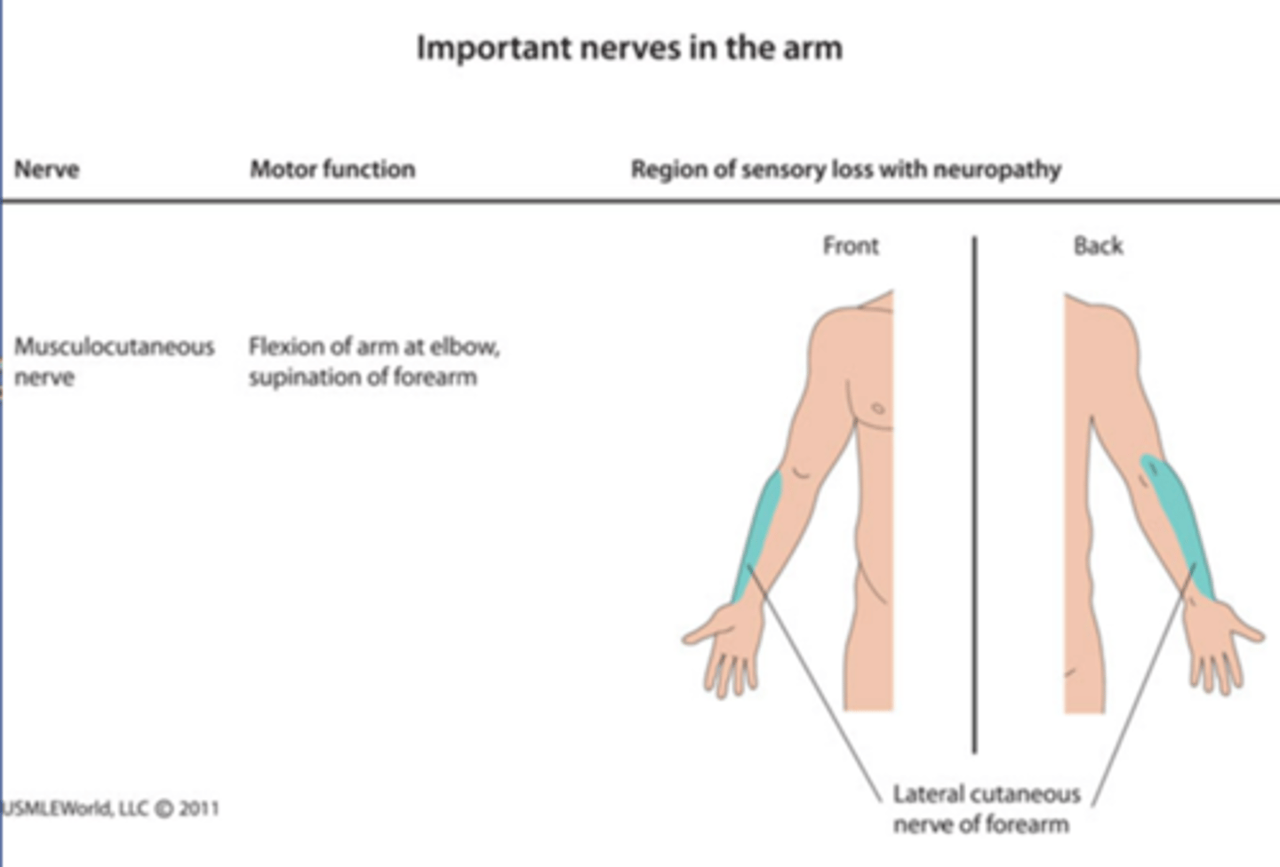 <p>- Motor to biceps brachii, coracobrachialis and brachialis.</p><p>- Sensory from skin of lateral forearm.</p><p>- Most noticeable weakness with damage: elbow flexion and supination.</p>
