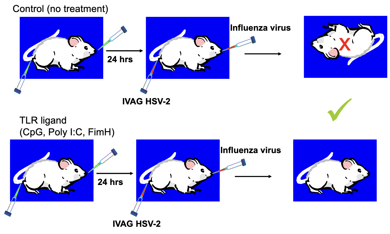 <ul><li><p><strong>Control mice:</strong> no TLR ligand → 24 hrs later infected with HSV-2 &amp; Influenza → <strong>virus kills mice</strong>.</p></li><li><p><strong>TLR ligand-treated mice:</strong> CpG, Poly I:C, or FimH → 24 hrs later infected with HSV-2 &amp; Influenza → <strong>mice survive</strong>.</p></li><li><p><strong>Conclusion:</strong> Mucosal TLR ligands <strong>induce protective innate immunity</strong> against viral infection.</p></li></ul><p></p>