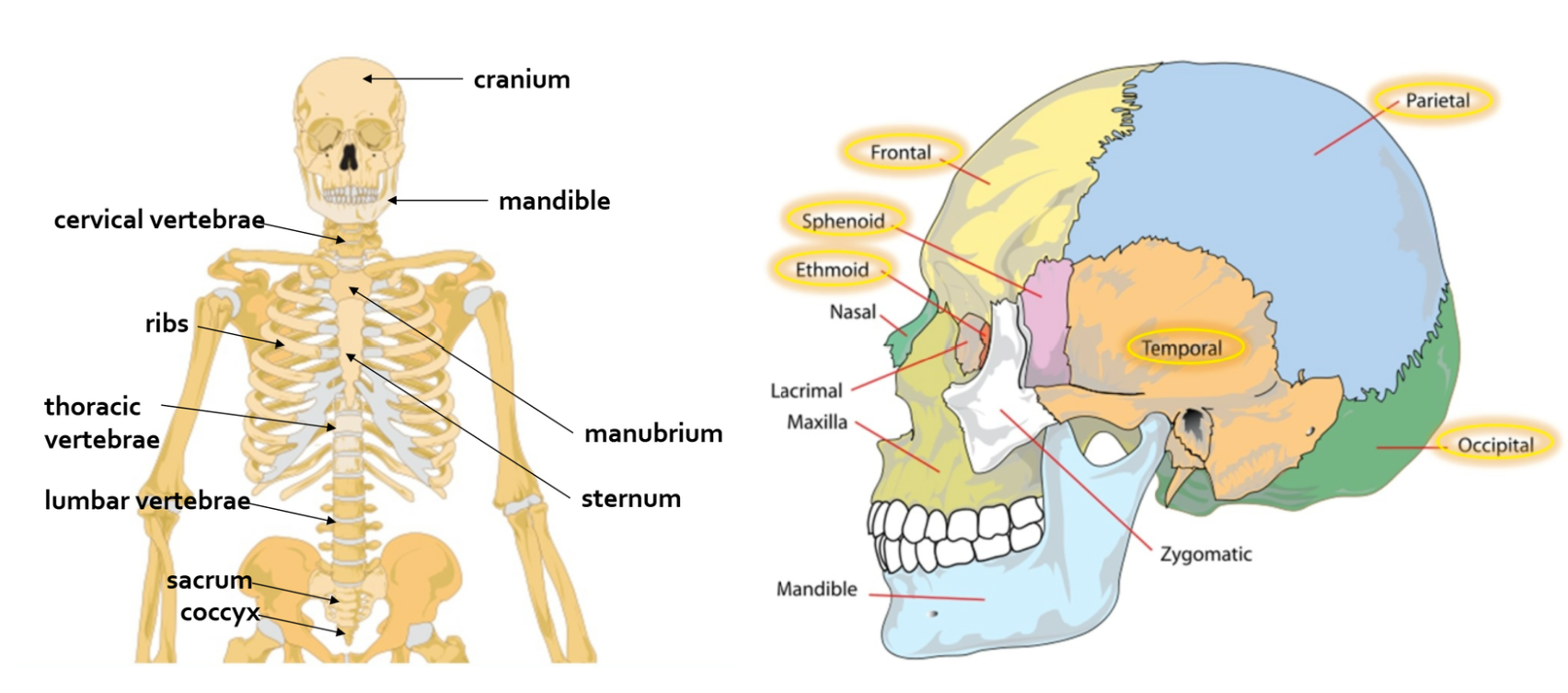 <ul><li><p>Cranium&nbsp;</p><ul><li><p>frontal</p></li><li><p>parietal</p></li><li><p>temporal</p></li><li><p>occipital </p></li><li><p>sphenoid</p></li><li><p>ethmoid</p></li><li><p>+nasal</p></li><li><p>+lacrimal</p></li><li><p>+zygomatic</p></li><li><p>+maxilla</p></li></ul></li><li><p>Mandible&nbsp;</p></li><li><p>manubrium</p></li><li><p>sternum</p></li><li><p>ribs</p></li><li><p>Cervical vertebrae</p></li><li><p>thoracic vertebrae</p></li><li><p>lumbar vertebrae</p></li><li><p>sacrum</p></li><li><p>coccyx</p></li></ul><p></p>