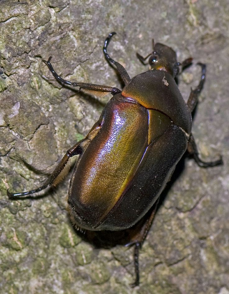 <p>Drone beetle</p>