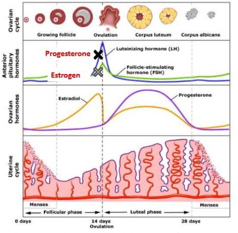 <p><strong><u>ESTROGENS</u></strong></p><ol><li><p>Suppress ____ release</p></li><li><p>Inhibit _______</p></li><li><p>________________ (cycle control)</p></li></ol><p></p>