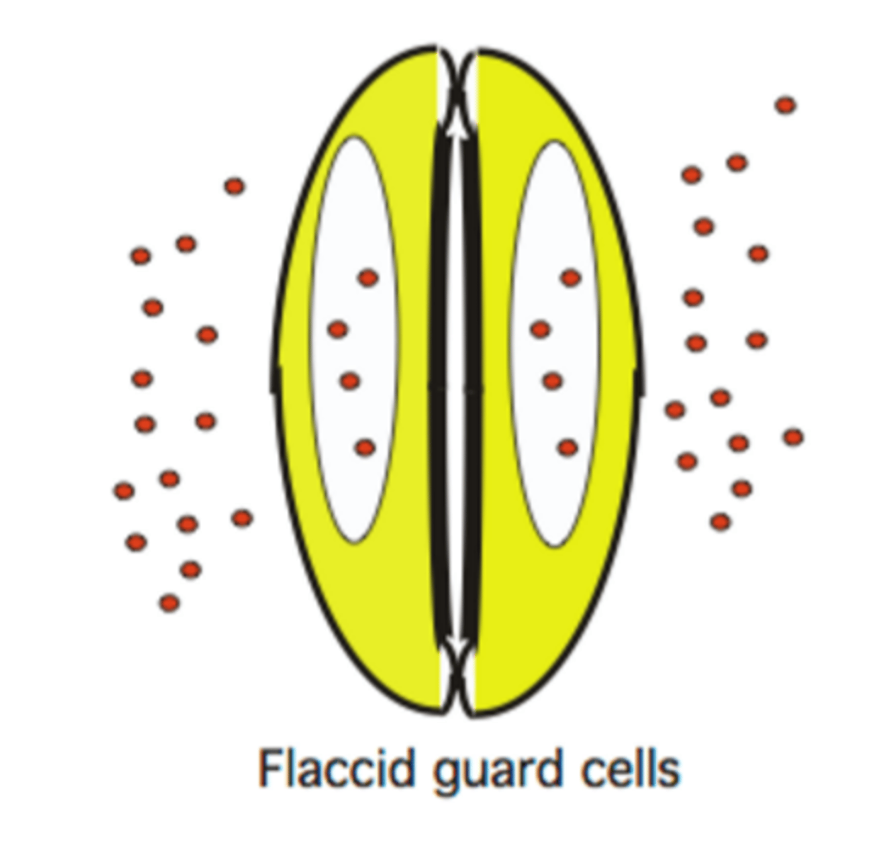 <p>stoma closed</p><p>- K+ (or sucrose), Cl-, and malate 2- flow out of guard cell</p>