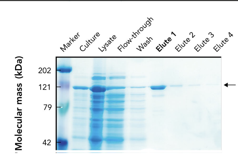 <p>What does the <strong>arrow</strong> in the SDS-PAGE gel point to?</p>