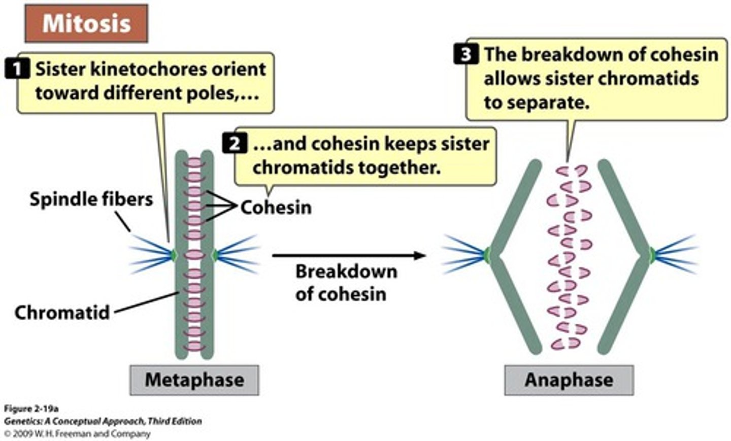 <p>Protein that holds sister chromatids together beginning at S phase until anaphase</p>