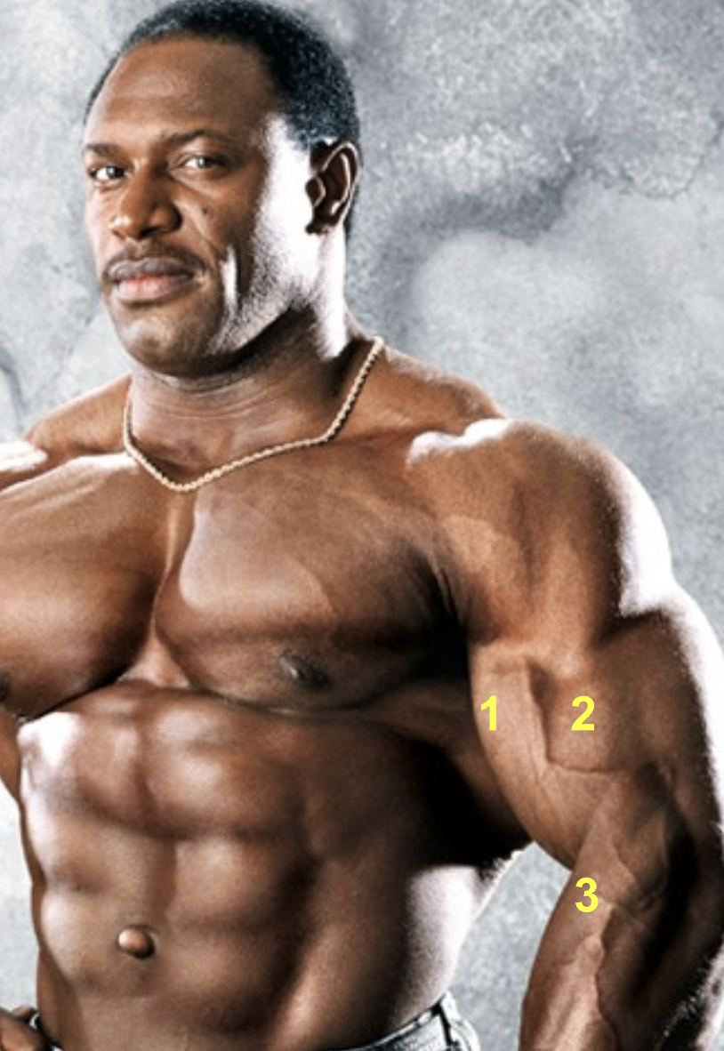 <p>What muscles are indicated by “1,” “2,” &amp; “3”?</p>