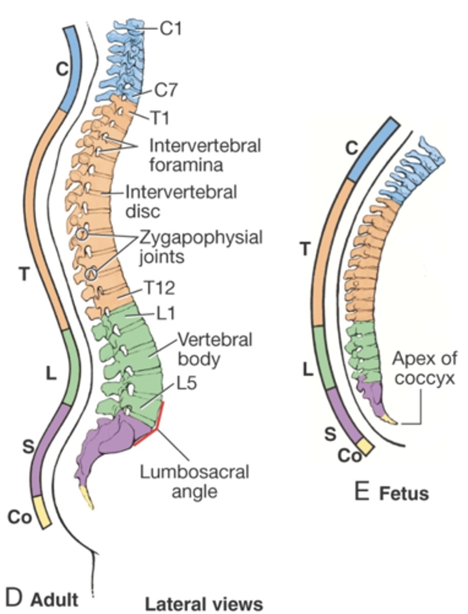 <p>anterior (kyphosis)</p><p>-while being posteriorly placed in the cervical lumbar region (lordosis)</p>