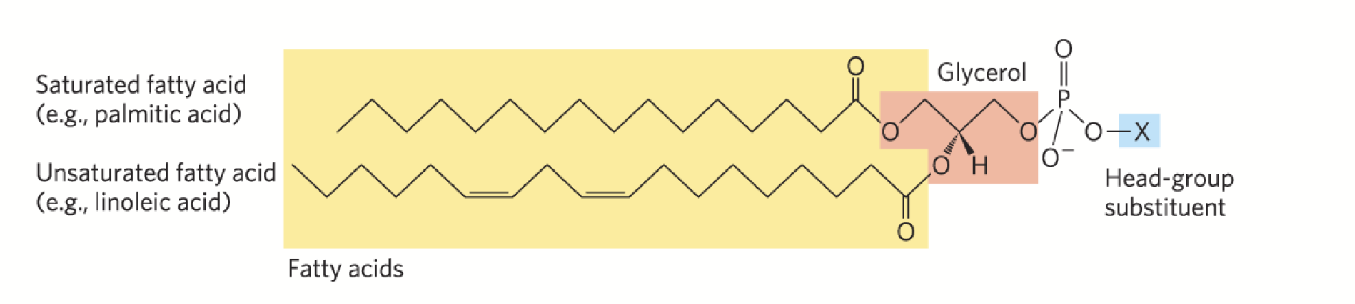 <p>Primary constituents of biological membranes.</p><p>Carbon atoms 1 and 2 of glycerol are <strong>esterified</strong> to two fatty acids (“tail”) while a highly polar or charged group (X) is attached through a <strong>phosphodiester linkage</strong> to the third (“head”).</p><p><strong>Amphipathic</strong> - they combine both hydrophilic (head portion) and hydrophobic (tail) properties. This property differentiates them from triacylglycerides and allows them to form lipid bilayers.</p>