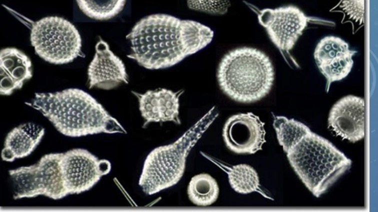 <p>Planktonic organisms that have a very narrow axopodia although some use pseudopodia. Radiolarians and forminifera</p>