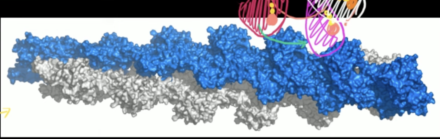 <p>How myosin and actin make movement in muscle cells</p>