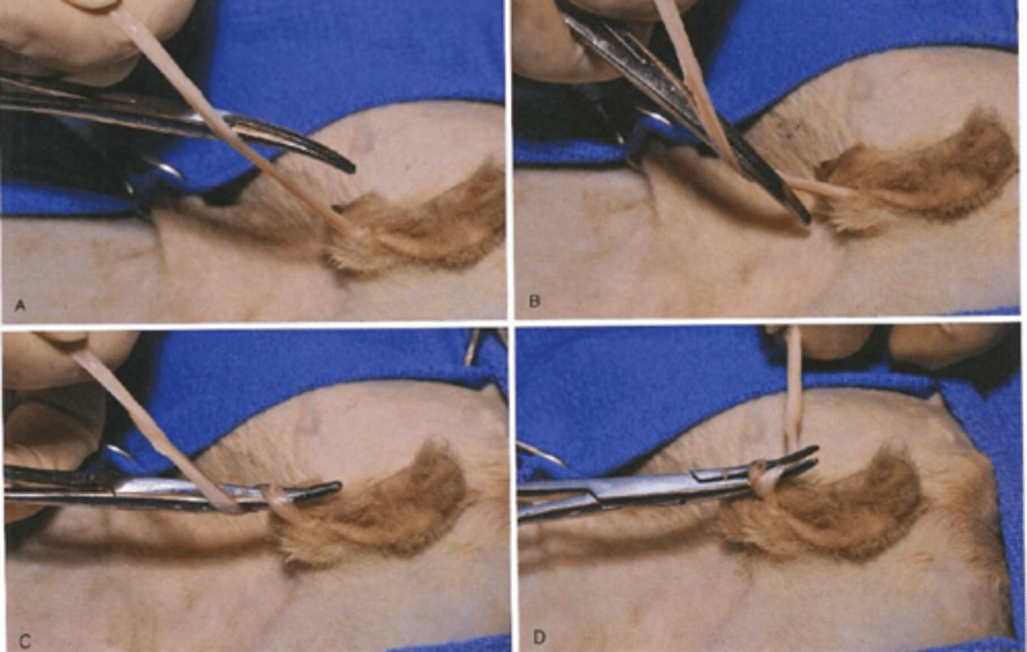<p>what feline castration technique is shown here that we use at LMU</p>