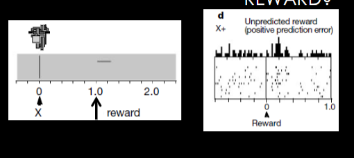 <p>the X cue is meaningless in prediction, so the reward is unexpected and dope neurons respond to reward &gt; dopamine neurons signal violations of expectations at time of reward for assocaition to take place</p>