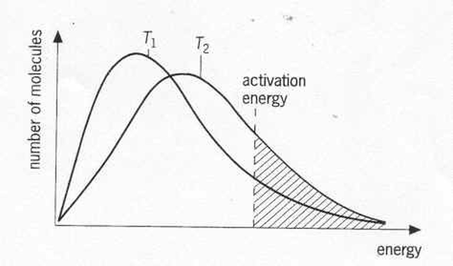 <p>- kinetic energy of all molecules increases</p><p>- maximum lowers and shifts to the right</p><p>- faster particles, more frequent collisions</p><p>- greater proportion of particles have E>Ea, more successful collisions</p>