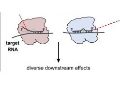 <p>determines the specificity</p>