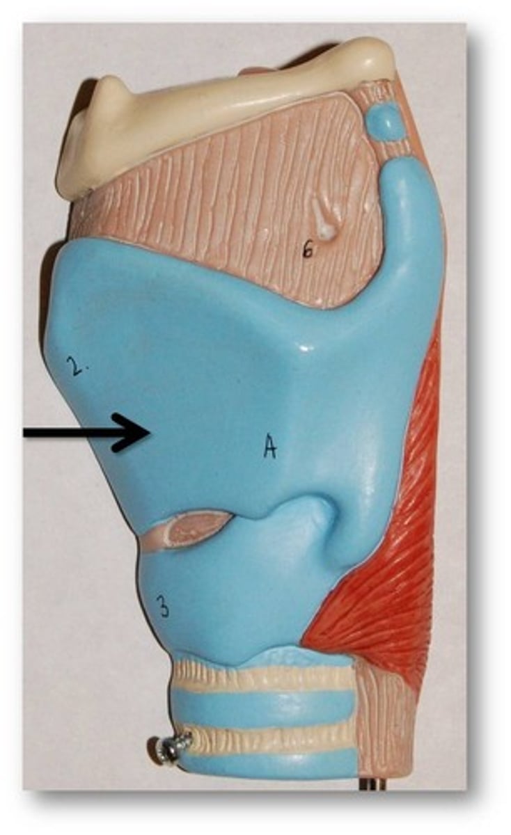 <p>connect to cricoid (pitch adjustment)</p>