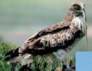 <p>Culebrera europea </p>