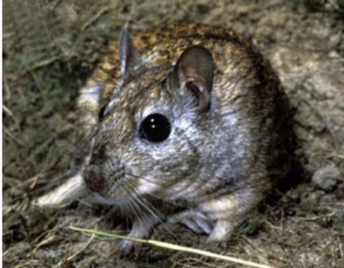 <p>Gerbil- Shaw's gird</p>