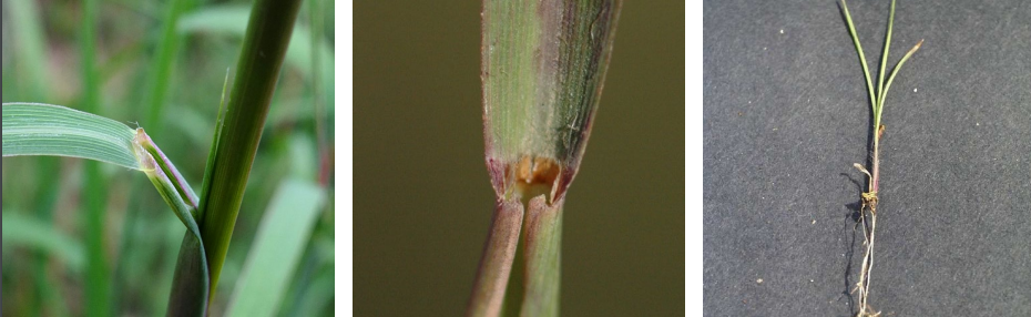 <p>Rhizomatous grass with a ligule with a fringed top, leaves with long hair on the bottom, that can reach 10 ft tall.</p>