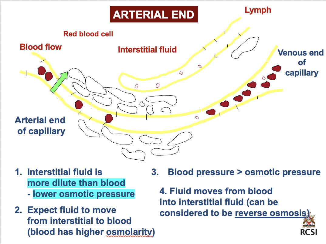 <p>arterial end</p>
<p>+</p>
<p>venous end</p>