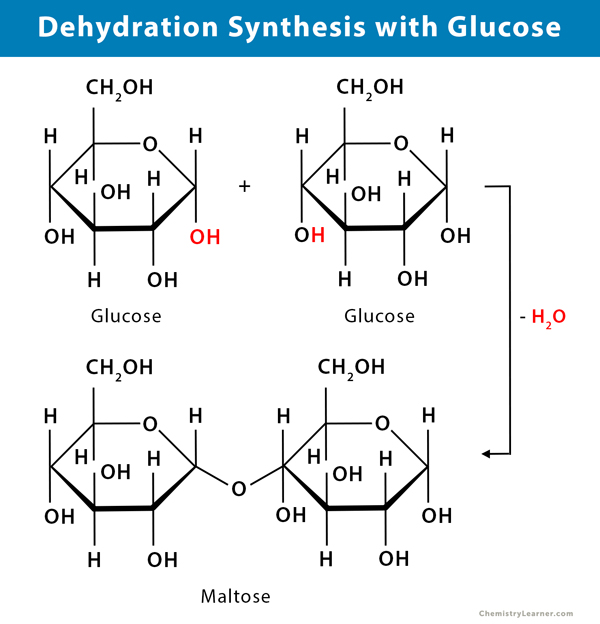 <p>a reaction in which 2 molecules are covalently bonded to each other with the loss of a water molecule</p>