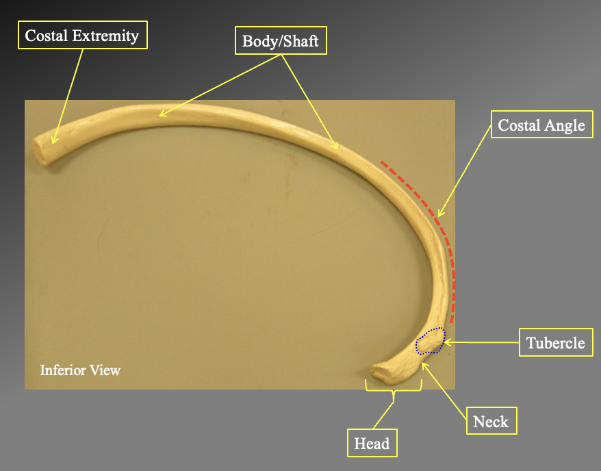 <p>Costal extremety</p><p>body/shaft</p><p>costal angle</p><p>tubercle</p><p>neck</p><p>head</p><p></p>