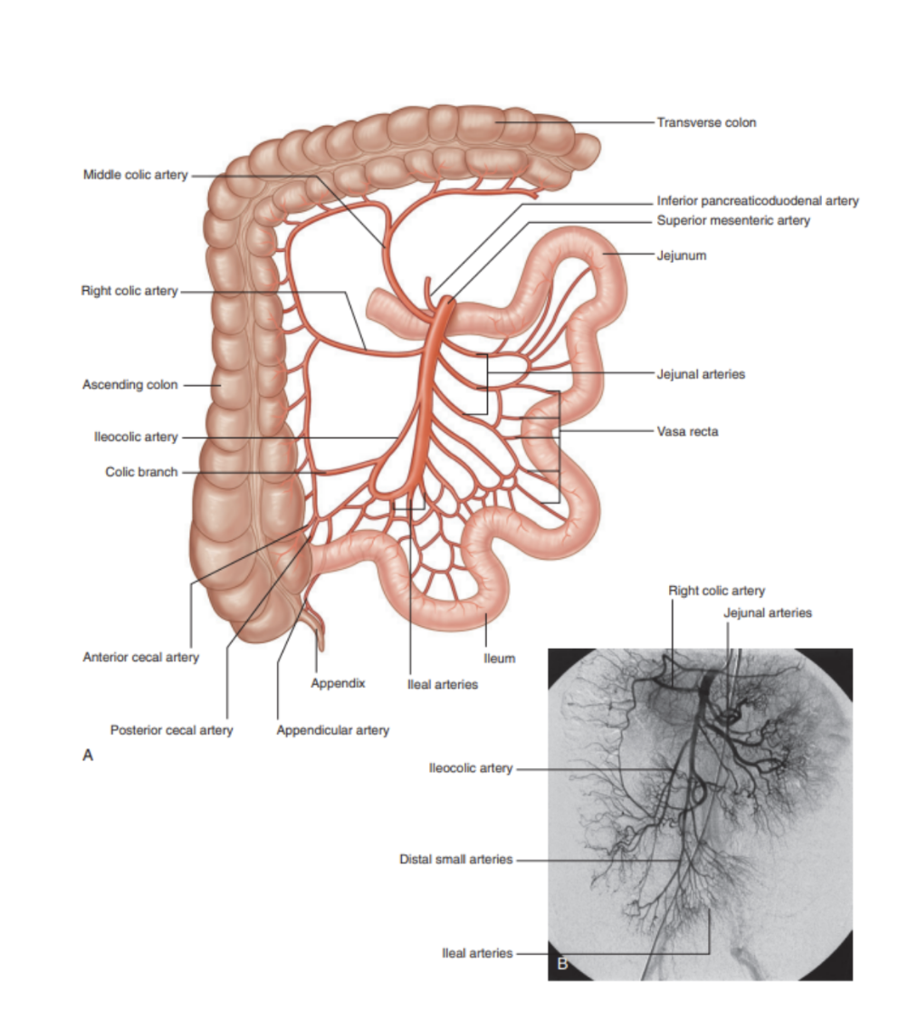 <ul><li><p>Anterior branch of abdominal aorta supplying the midgut — arises from aorta immediately below celiac artery, around level L1</p></li><li><p>Crossed anteriorly by splenic vein &amp; neck of pancreas</p></li><li><p>Posteriorly can find left renal vein, uncinate process of pancreas, &amp; inferior part of duodenum</p></li><li><p>After giving off its first branch (inferior pancreaticoduodenal), it gives off jejunal &amp; ileal arteries on its left</p><ul><li><p>Will turn into vasa recta (longer for jejunum)</p></li></ul></li><li><p>Branching from the right side of its main trunk —</p><ul><li><p>Middle coli artery</p></li><li><p>Right colic artery</p></li><li><p>Ileocolic artery</p></li></ul></li></ul>