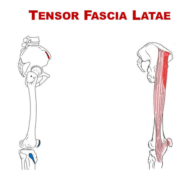 <p>Nerve Supply of Tensor Fascia Latae</p>