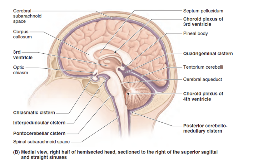 <p>Areas on base of brain where pia and arachnoid mater are widely separated</p><p>Contain CSF, and soft tissue structures like arachnoid trabeculae, vasculature and cranial nerve roots</p><p></p>