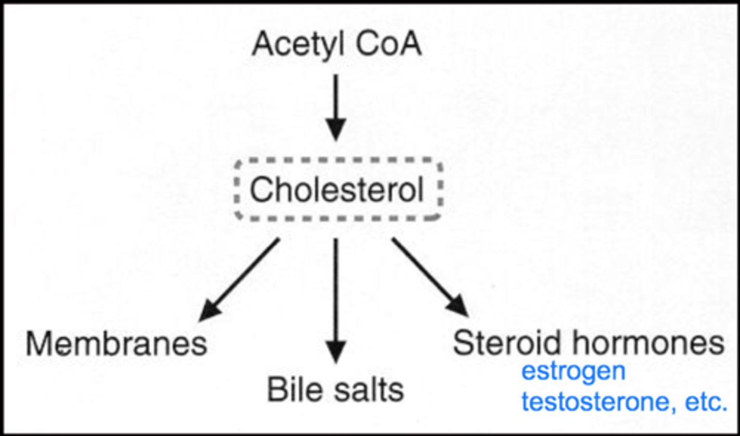<p>&gt; component of cell membranes</p><p>&gt; component of myelin</p><p>&gt; needed to make bile salts</p><p>&gt; required for the making of steroid hormones, such as cortisol, vitamin D, and testosterone + estrogen</p>