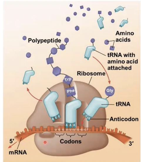 <p>transfer RNA (tRNA)</p>