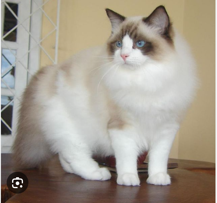 <p>what is this</p>