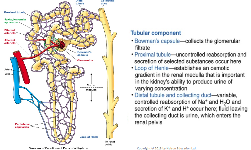 <p>Hollow, fluid-filled tube formed by a single layer of epithelial cells</p>
