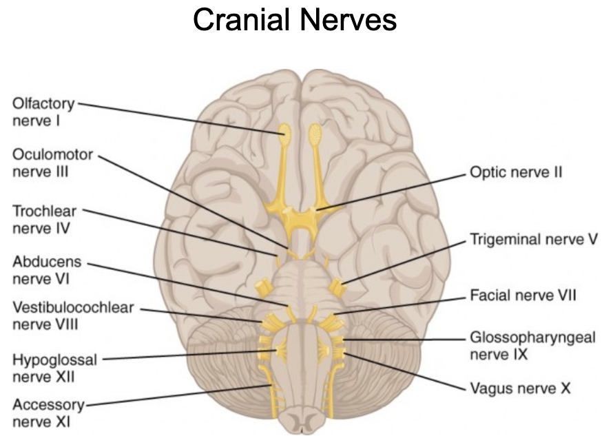 <ul><li><p>Nerves that arise directly from the nuclei in the brain</p></li><li><p>12 pairs of Cranial Nerves</p></li><li><p>most are mixed nerves: with both sensory and motor fibers (ex: vagus nerve)</p></li><li><p>nerves associated with vision, olfactory, and hearing are sensory only</p></li></ul><p></p>