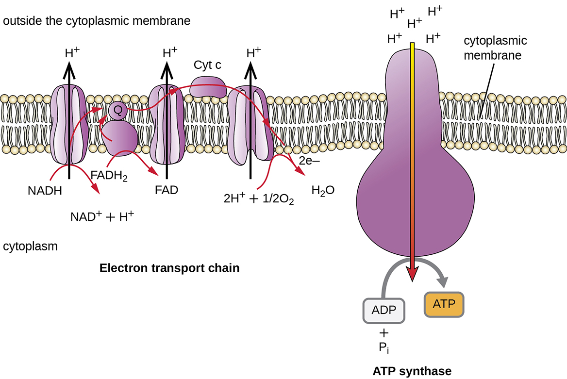 <p>cell membrane </p>