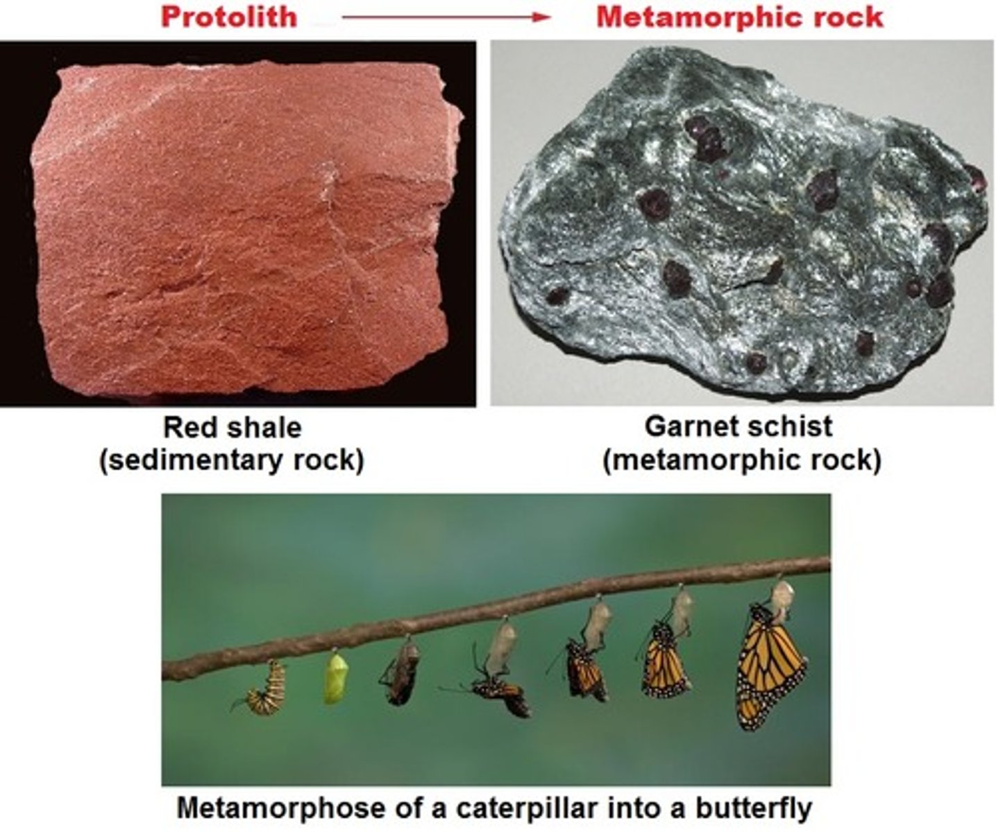 <p>The pre-existing rock, before metamorphism. Can be igneous, sedimentary, or metamorphic.</p>