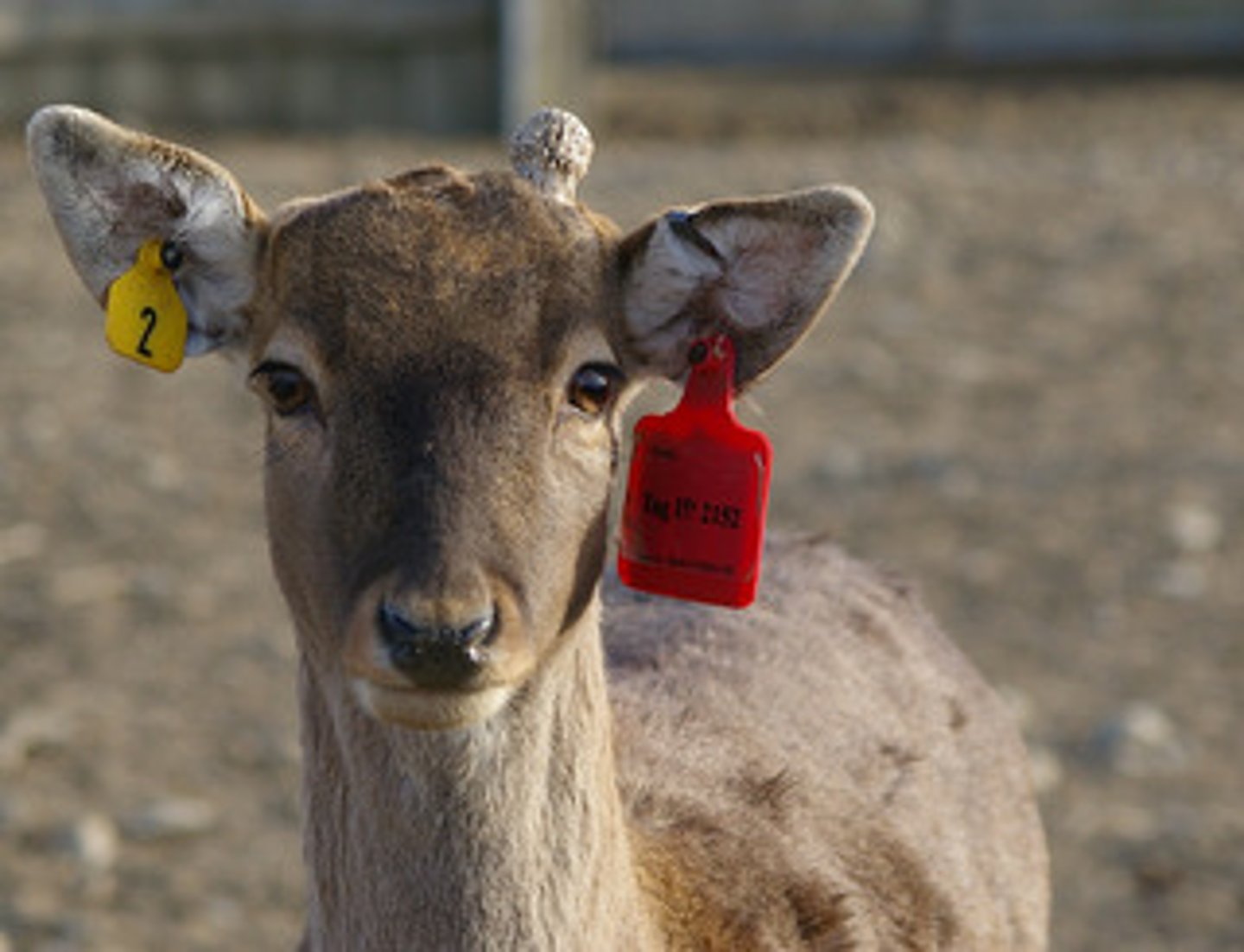<p>A sampling technique used to estimate the size of animal populations.</p>