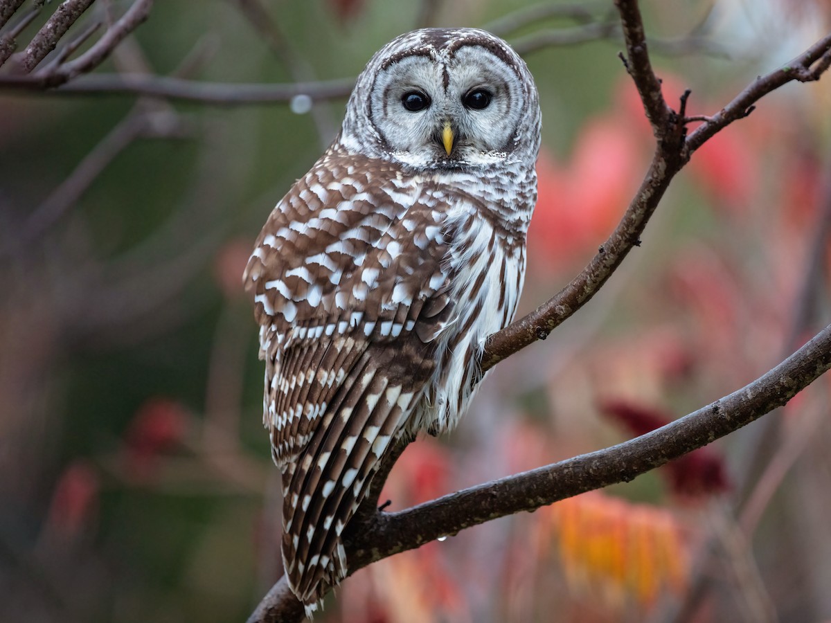 <ul><li><p>Brown and grey</p></li><li><p>No soul in the eyes</p></li></ul><p></p>