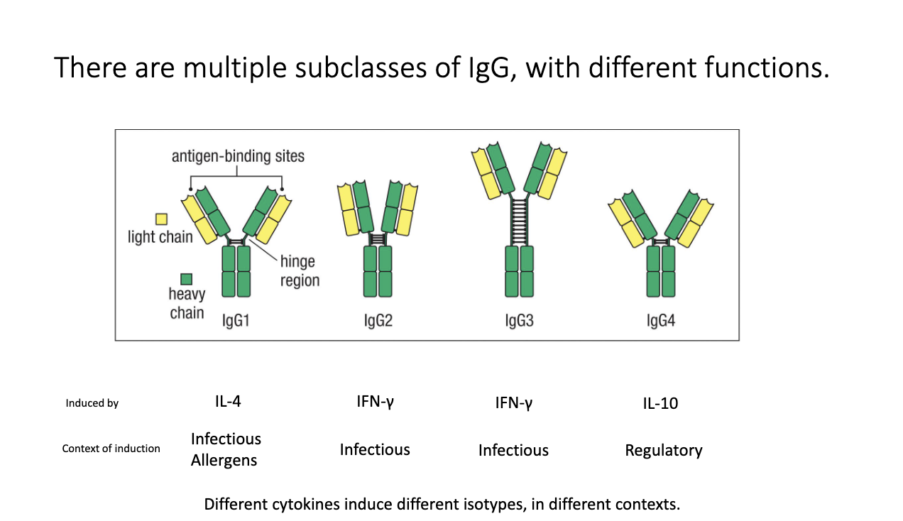 <ul><li><p class="isSelectedEnd"><span>Humans have </span><strong><span>four</span></strong><span> IgG subclasses: </span><strong><span>IgG1, IgG2, IgG3, IgG4</span></strong><span>.</span></p></li><li><p class="isSelectedEnd"><span>Each has distinct hinge structures + effector functions.</span></p></li><li><p class="isSelectedEnd"><span>Cytokine induction:</span></p><ul><li><p class="isSelectedEnd"><strong><span>IL-4 → IgG1 </span></strong><span>(infectious and allergens)</span></p></li><li><p class="isSelectedEnd"><strong><span>IFN-γ → IgG2, IgG3</span></strong><span> (infectious/anti-viral)</span></p></li><li><p class="isSelectedEnd"><strong><span>IL-10 → IgG4</span></strong><span> (regulatory/anti-inflammatory)</span></p></li></ul></li><li><p><span>Subclasses participate in different immune contexts.</span></p></li></ul><p></p>