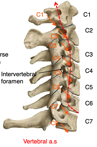 <p>vertebral a.</p>