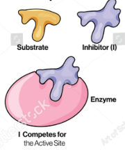 <p><u>Enzyme Kinetics</u></p><p><u>Competitive vs. Uncompetitive vs. Noncompetitive vs. Mixed Inhibition</u></p><p>When inhibitor and substrate compete for the same active site</p><p>Can be overcome by adding more substrate</p>