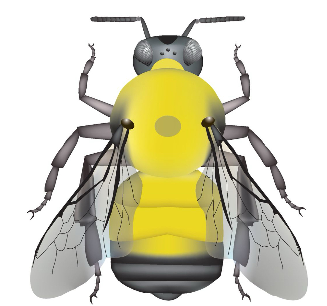 <p>Face - black</p><p>Cheek -&nbsp;</p><p>Vertex - yellow</p><p>Thorax - yellow (no conspicuous black spot)</p><p>Pleura -</p><p>Wings -</p><p>Abdomen -</p>