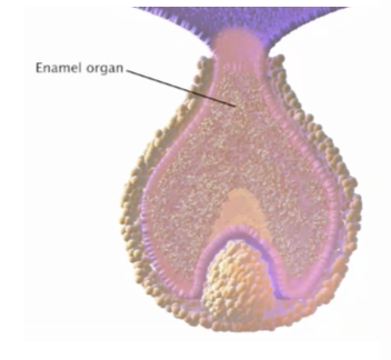 <p>cap or bell-shaped part of tooth germ that produces enamel</p><p>part of a developing tooth destined to produce enamel</p><p>forms when the bud bends inwards</p><p>shifts/modifies shape for each tooth at bud stage</p>