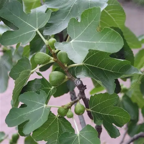 <p>Common Fig</p>