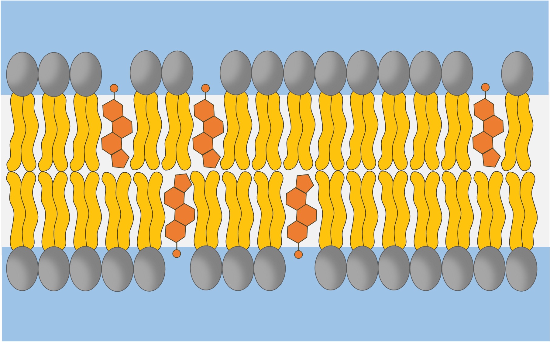 <p>In between phospholipids, with the <strong>hydrophilic hydroxyl groups</strong> exposed to water and the <strong>hydrocarbon rings and tail </strong>within the <strong>hydrophobic core</strong> of the membrane</p>