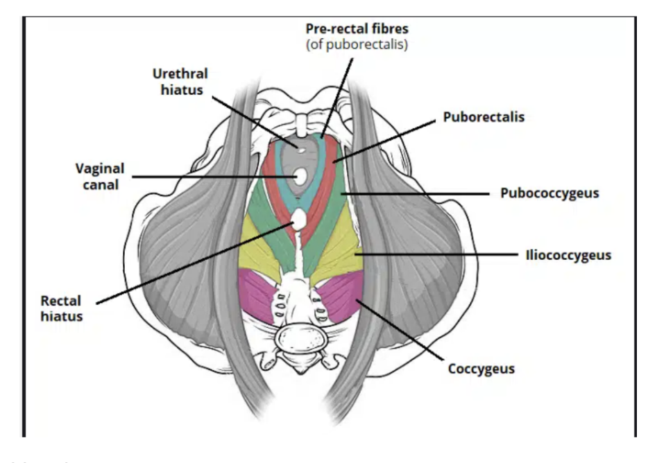 <p>Formed by muscles &amp; fascia —</p><ul><li><p>Pelvic diaphragm — one of largest components, with its largest distribution comes from the 2 levator ani muscles attaching peripherally at the connective tissue raphe, with the diaphragm completed by the coccygeous muscles, who overlie the sacrospinous ligamenets &amp; pass between the margins of the sacrum, coccyx, &amp; ischial spine (prominent spine on pelvic bone)</p><ul><li><p>The pelvic diaphragm forms most of the pelvic floor &amp; in its anterior regions contains a U-shaped defect, associated with elements of the urogenital system —</p></li></ul></li><li><p>The anal canal passes from pelvis to perineum through a posterior circular orifice in the pelvic diaphragm </p></li><li><p>Supported anteriorly by —</p><ul><li><p>Perineal membrane — thick triangular fascial sheet filling space between arms of pubic arch, with a free posterior border</p></li><li><p>Muscles in the deep perineal pouch — a narrow region superior to the perineal membrane</p></li></ul></li></ul>