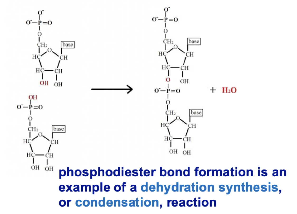 <p>dehydration synthesis/condensation —&gt;&nbsp;water molecule released</p>