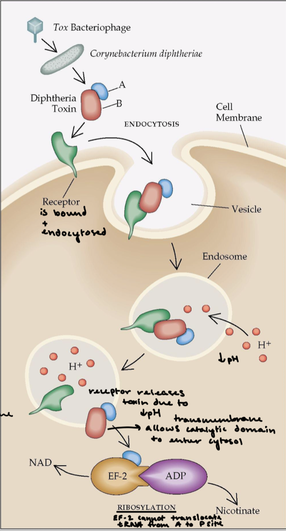 <p>The receptor releases the toxin and the transmembrane domain allows the catalytic domain to enter the cytosol. The A subunit ADP-ribosylates eEF2, which is a translocase like EF-G. This halts protein synthesis and kills the cell.</p>