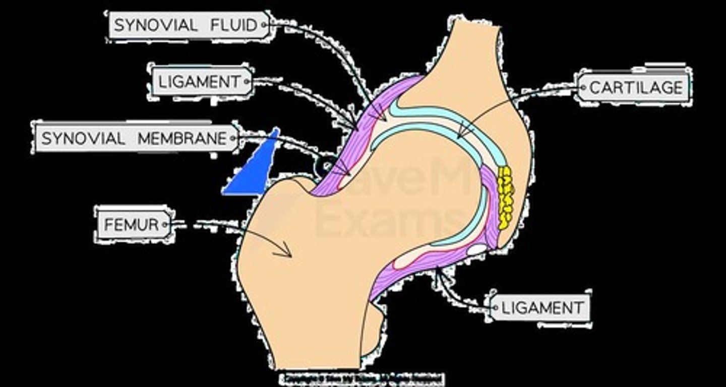 <p>The fluid found in synovial joints that lubricates and nourishes the cartilage.</p>