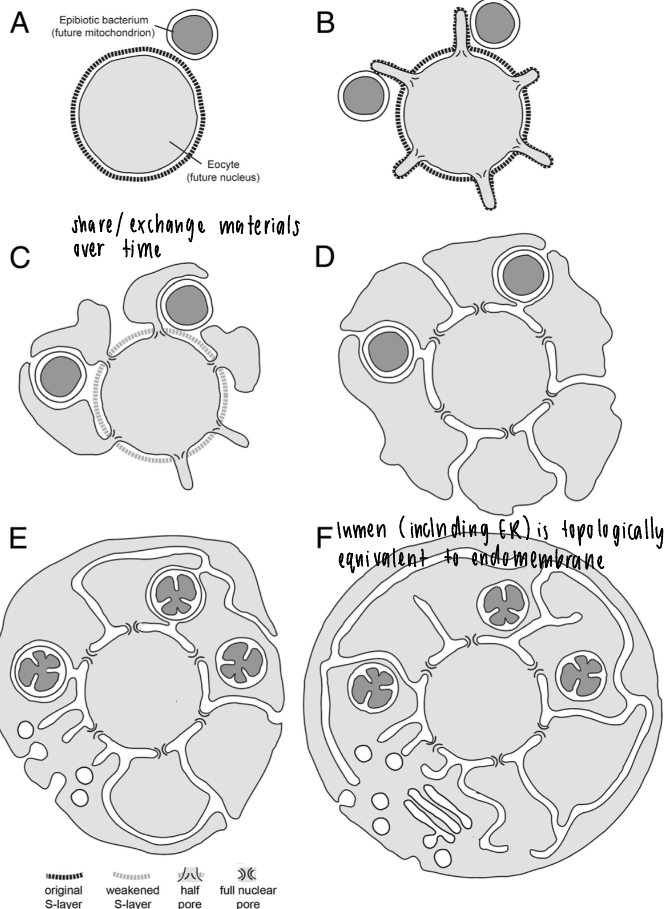 <p>different components are exchanges over time, fuse into each other for a gradual growth of membrane structures</p><p>lumen (including ER) is topologically equivalent to endomembrane</p><p>archaeal cells (ancient) have blebs that trap bacterial symbionts (like mitochondria)</p>